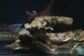 Enlarge photo 33