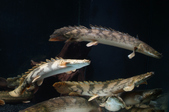 Enlarge photo 34