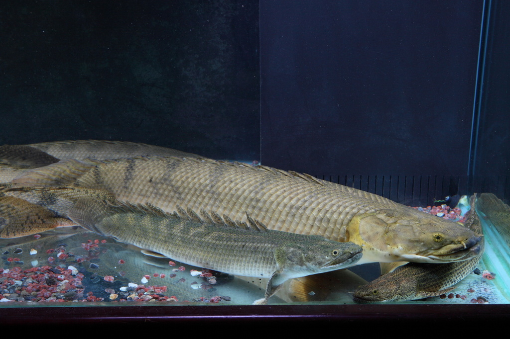 Polypterus Congicus photo thread. | MonsterFishKeepers.com