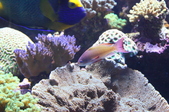 Enlarge photo 24