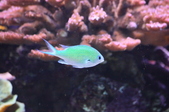 Enlarge photo 31