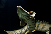Enlarge photo 14