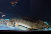 Enlarge photo 18