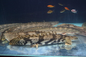 Enlarge photo 19