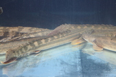 Enlarge photo 25