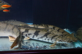 Enlarge photo 29