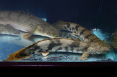 Enlarge photo 30