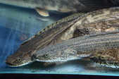 Enlarge photo 33