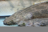 Enlarge photo 38