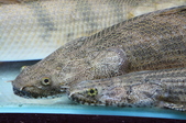 Enlarge photo 39