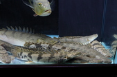 Enlarge photo 27