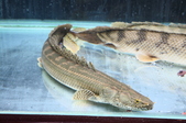 Enlarge photo 34