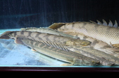 Enlarge photo 35