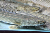 Enlarge photo 36