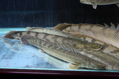 Enlarge photo 39