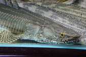 Enlarge photo 38
