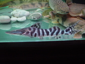 Enlarge photo 11