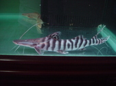 Enlarge photo 39