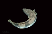 Enlarge photo 34