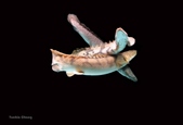Enlarge photo 40