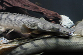 Enlarge photo 30