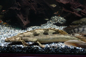 Enlarge photo 31