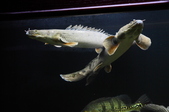 Enlarge photo 33