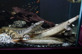 Enlarge photo 35
