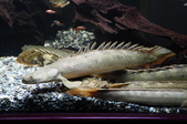 Enlarge photo 36
