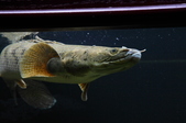 Enlarge photo 41