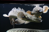 Enlarge photo 47