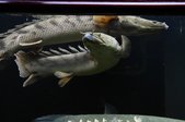 Enlarge photo 63