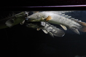 Enlarge photo 73