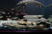 Enlarge photo 82