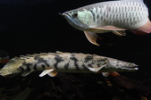 20130118MyFishes