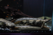 Enlarge photo 34