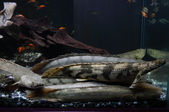 Enlarge photo 35
