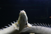 Enlarge photo 47