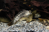 Enlarge photo 53