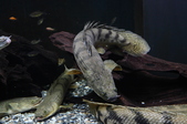 Enlarge photo 54