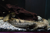Enlarge photo 59