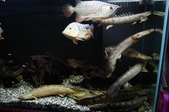 Enlarge photo 82