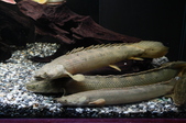 Enlarge photo 86