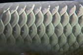 Enlarge photo 103