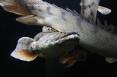 Enlarge photo 109