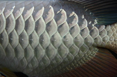 Enlarge photo 121