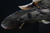 Enlarge photo 124