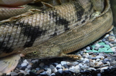 Enlarge photo 126
