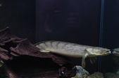 Enlarge photo 131