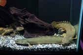 20130203 My Fishes